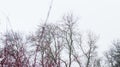 Winter Snow Trees, Park Road, White Alley Tree Rows Royalty Free Stock Photo