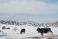Winter Snow in Western Colorado Royalty Free Stock Photo