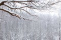 Winter snow wood landscape