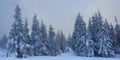 snowbound pine tree forest in dense mist Royalty Free Stock Photo