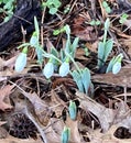 Winter Snowdrop Blossoms