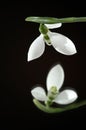 Winter snowdrop flower