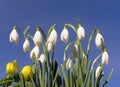 Winter snowdrop and winter aconite