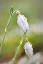 Snowdrops with melting ice droplets Royalty Free Stock Photo