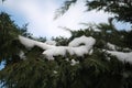 Winter Tree Snowfall