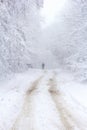 Winter snowfall has enveloped the entire space in the park with a white fluffy blanket, snow euphoria reigns in the air. Royalty Free Stock Photo