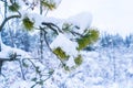 Winter snowfall after a snowstorm in Vancouver Delta BC, at Burns Bog. Snowy forest scenes