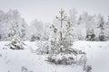 Winter. Snowfall. Snowy Christmas tree in winter forest. Natural winter scene. Royalty Free Stock Photo