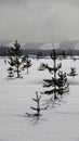 Winter snowfield with small trees in Swedish Lapland