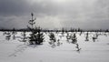 Winter snowfield with small trees in Swedish Lapland Royalty Free Stock Photo