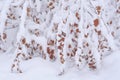 Winter snowing, branches with autumns leaves