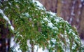 Winter snowing scene with trees in background Royalty Free Stock Photo