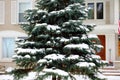 Winter snowing scene with trees in background