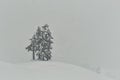 Winter snowscape with isolated trees and heavy snow Royalty Free Stock Photo