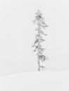 Winter snowscape with isolated trees and heavy snow Royalty Free Stock Photo