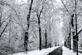 Winter Snowscape, Snowy Frozen Trees along a Street, Black and White