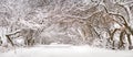 Winter snowy alley road panorama. Branches of trees and bushes. Snow-covered winding rural dirt street in village