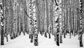 Winter snowy birches black and white