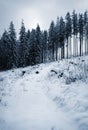 Winter snowy after calamitous forest Royalty Free Stock Photo