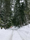 Winter snowy coniferous forest in snowfall. A forest road leads to a red cabin Royalty Free Stock Photo