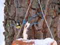 Wooden bird feeder with a tit