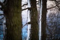 Forest trees covered with snow Royalty Free Stock Photo