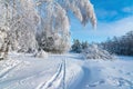 Winter snowy forest skiing Background. Snowy oak tree winter forest scenery. Frosty day, calm wintry scene. Ski resort