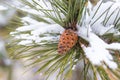 Winter snowy forest background. Trees twig pine cone