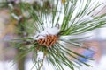 Winter snowy forest background. Trees twig pine cone