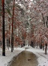 Winter. Walk in the snowy forest. Branches bend from a lot of snow. Thaw. Royalty Free Stock Photo