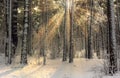 Winter. Snowy forest. Branches bend from a lot of snow. Morning. The sun`s rays permeate the trees. Royalty Free Stock Photo