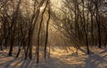 Winter. Snowy forest. Branches bend from a lot of snow. Morning. The sun`s rays permeate the trees.