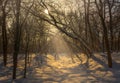 Winter. Snowy forest. Branches bend from a lot of snow. Morning. The sun`s rays permeate the trees. Royalty Free Stock Photo