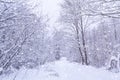 Winter snowy forest in the park. Snowstorm in park, winter landscape Royalty Free Stock Photo