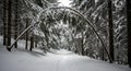 Winter Snowy Forest Path with Snow-Covered Trees and Arching Branches Royalty Free Stock Photo