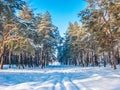 Winter snowy forest road