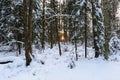 Winter snowy forest in sunlight through the trees Royalty Free Stock Photo