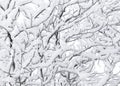 Winter snowy forest texture. The twisting branches of a tree in fluffy white hoarfrost. Christmas background.