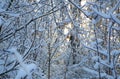 Tree branch covered with white fluffy snow.