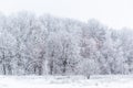 Winter snowy forest wall deadpan style white background