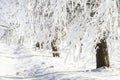 Winter. Snowy and frosty white trees. Christmas time. Xmas background. Scenery winter. Frost and snow.