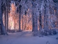 Winter snowy landscape with fresh snow covered trees