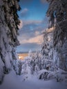 Winter snowy landscape with fresh snow covered trees Royalty Free Stock Photo