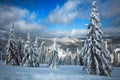 Winter snowy landscape in mountains of spruce forest nature