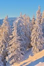 Winter snowy landscape, Postavaru Brasov. Mountain Landscape