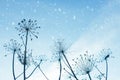 Winter snowy landscape with silhouettes of dry plants of Hogweed or Cow Parsley on sky background. Withered inflorescences and Royalty Free Stock Photo