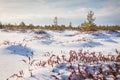 Sunny day in field of last year`s grass covered snow, surrounded young forest Royalty Free Stock Photo