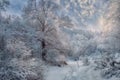 Winter snowy landscape at sunny day Royalty Free Stock Photo
