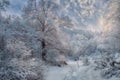 Winter snowy landscape at sunny day