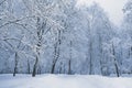 Winter snowy landscape, alley in park Royalty Free Stock Photo